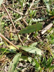 Lessingianthus rubricaulis