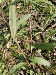 Lessingianthus rubricaulis