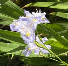 Iris japonica