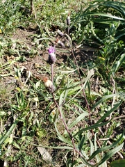 Lessingianthus rubricaulis