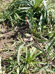 Lessingianthus rubricaulis