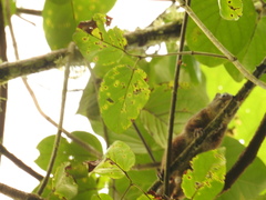 Microsciurus