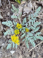 Cymopterus longipes