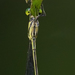 Long-tailed Helicopter - Photo (c) Cameron Eckert, some rights reserved (CC BY-NC), uploaded by Cameron Eckert