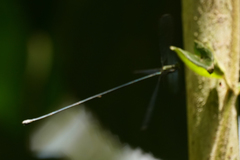 Mecistogaster linearis