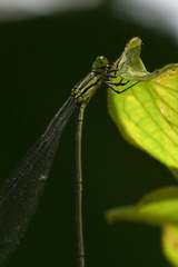 Mecistogaster linearis