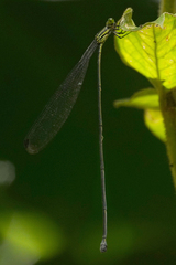 Mecistogaster linearis