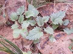 Dracocephalum foetidum