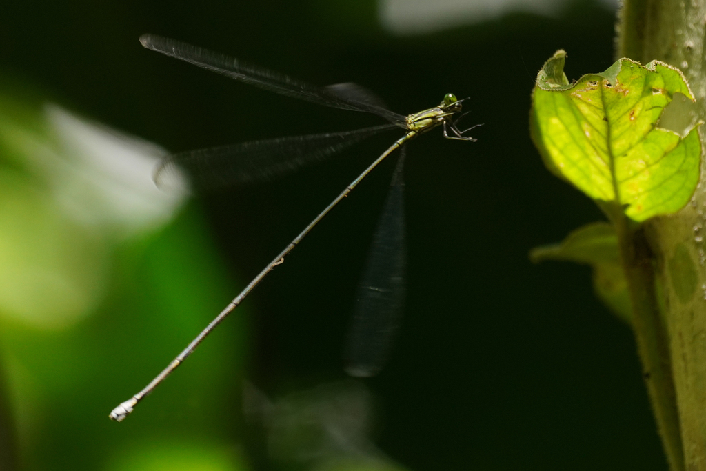 Long-tailed Helicopter