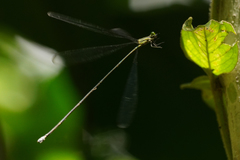 Mecistogaster linearis