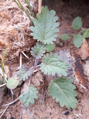 Dracocephalum foetidum