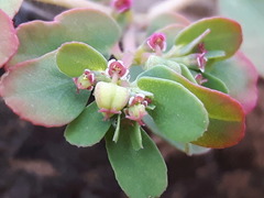 Euphorbia humifusa