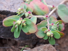 Euphorbia humifusa
