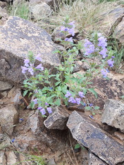 Dracocephalum foetidum