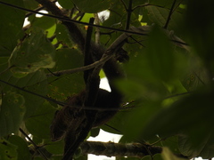Microsciurus