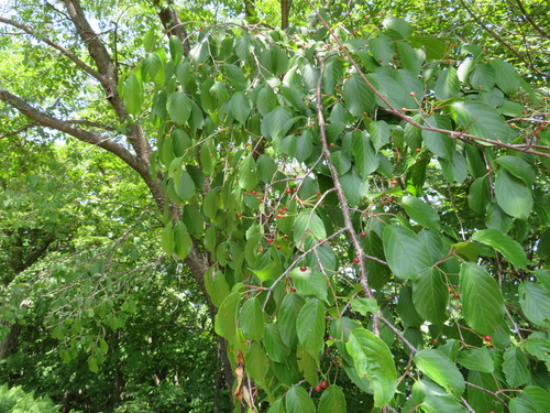 Prunus leveilleana, photograph 1