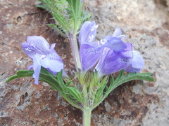 Dracocephalum foetidum