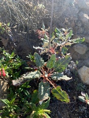 Eriogonum grande