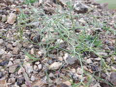 Lipschitzia divaricata