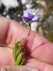 Viola decumbens
