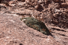 Petrophytum caespitosum