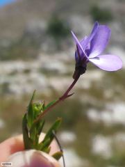 Viola decumbens