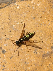 Trachelus flavicornis