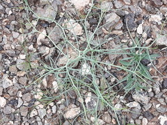 Lipschitzia divaricata