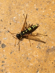 Trachelus flavicornis