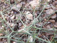 Lipschitzia divaricata