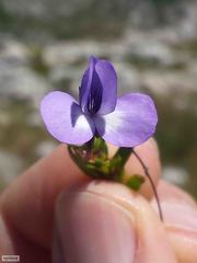 Viola decumbens