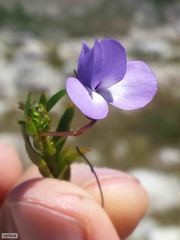 Viola decumbens
