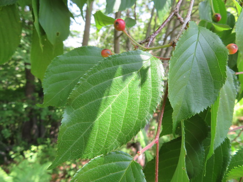 Prunus leveilleana
