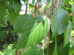 Prunus leveilleana