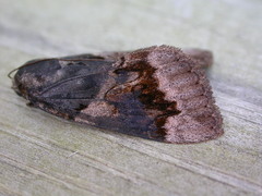 Catocala badia coelebs