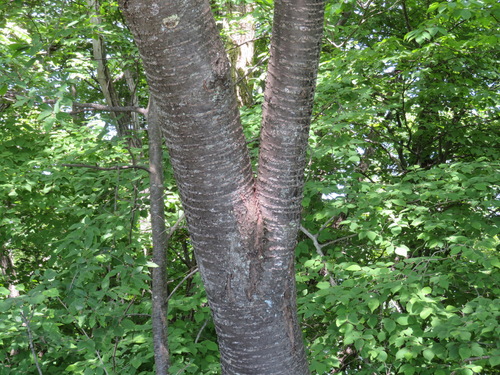 Prunus leveilleana, photograph 3