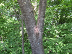 Prunus leveilleana