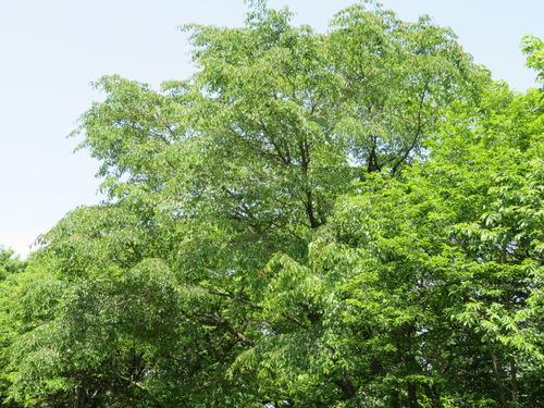 Prunus leveilleana, photograph 2
