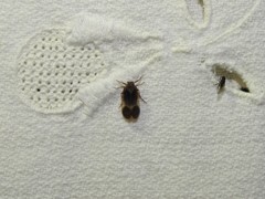 Melanoliarus dimidiatus