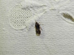 Melanoliarus dimidiatus