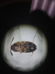 Litargus