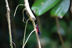 Pompelon marginata