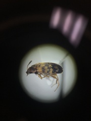Litargus
