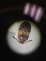 Litargus