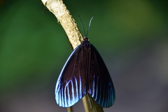 Pompelon marginata