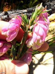 Erica glauca elegans