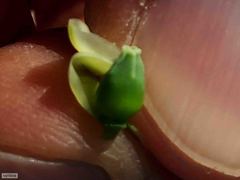 Erica glauca elegans