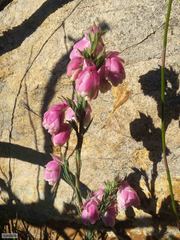Erica glauca elegans