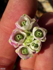 Erica glauca elegans