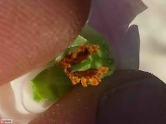 Erica glauca elegans